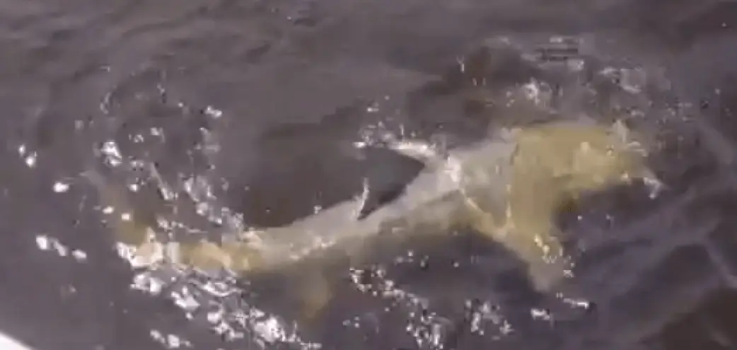 Big Lemon Shark, August 17, Sanibel & Captiva Islands & Fort Myers Charters & Fishing Guide Service.