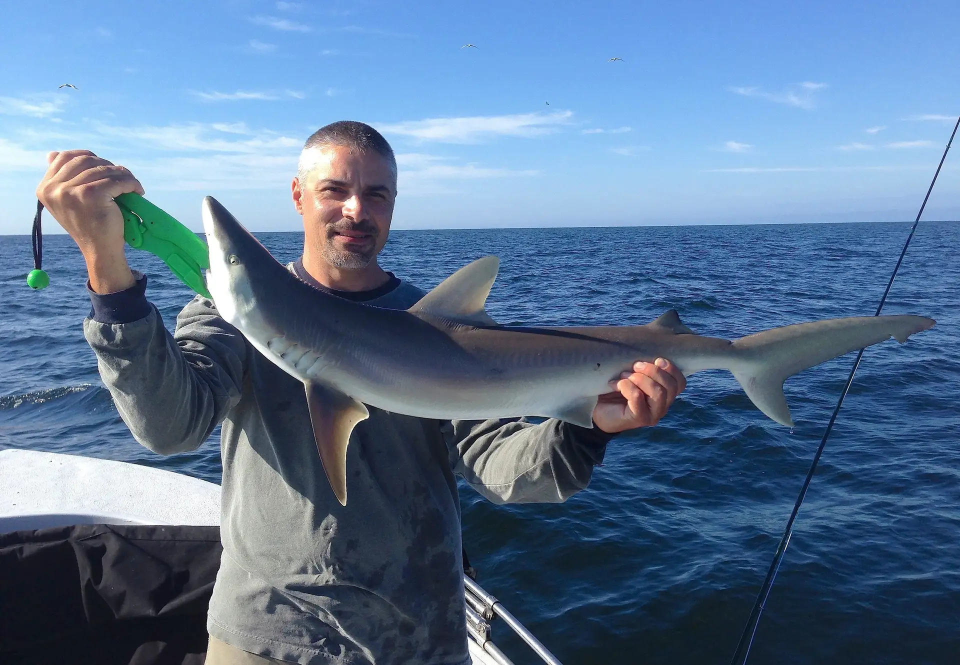 Black Nose Shark, 10-18-13, Sanibel & Captiva Islands & Fort Myers Charters & Fishing Guide Service.
