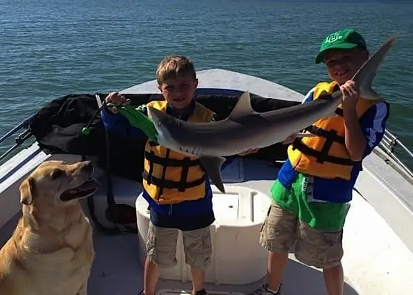 Black Nose Shark, 10-28-13, Sanibel & Captiva Islands & Fort Myers Charters & Fishing Guide Service.