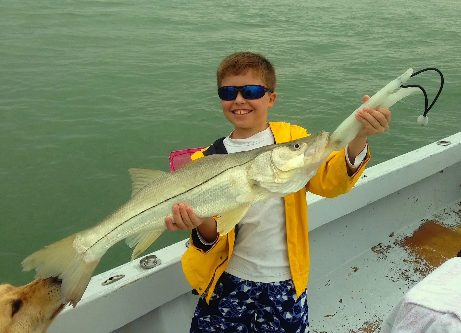 Snook caught of the Sanibel rock pile, Sanibel & Captiva Islands & Fort Myers Charters & Fishing Guide Service.