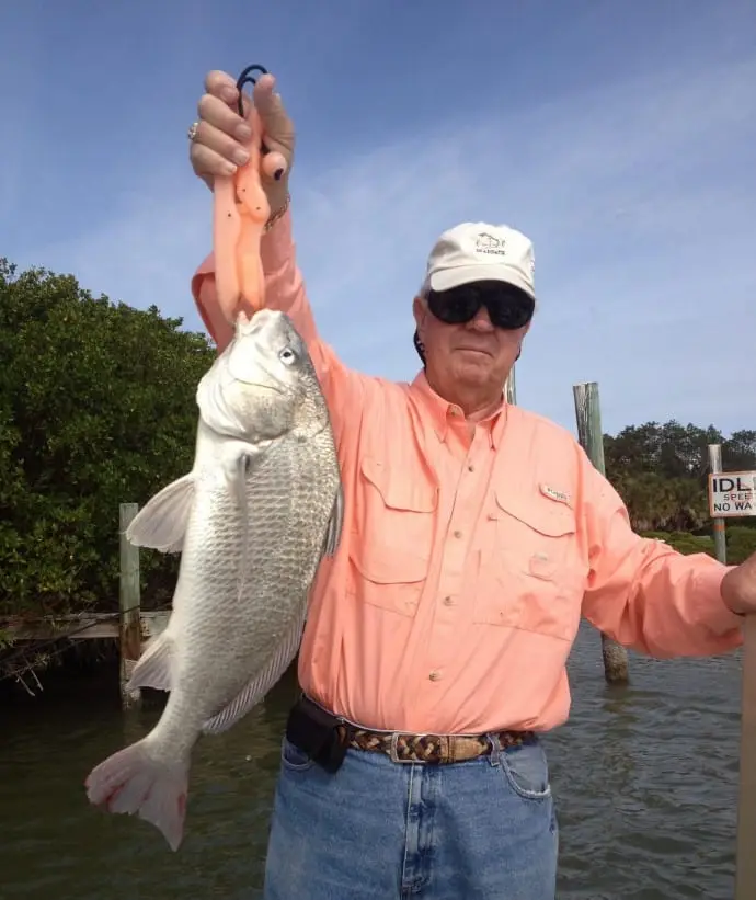 Big Black Drum caught inshore of Sanibel Island, Sanibel & Captiva Islands & Fort Myers Charters & Fishing Guide Service. Monday, January 1, 2017, (File Photo - November 26, 2013].