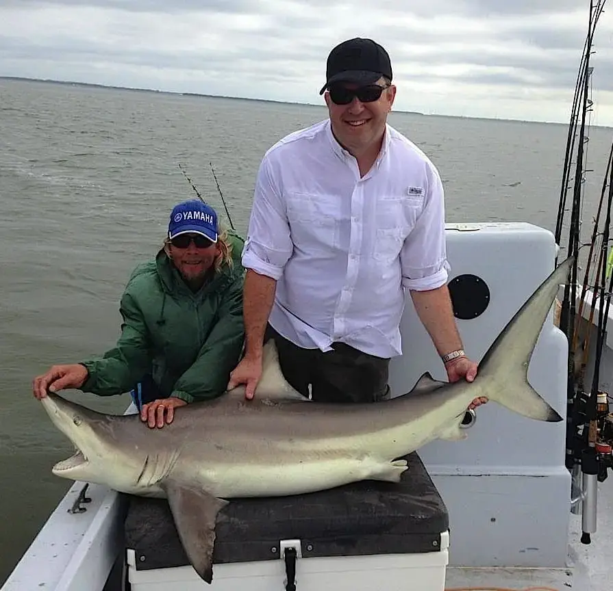 Blacktip Shark, 11-25-13, Joey Burnsed, Bay Side Of Captiva, Sanibel & Captiva Islands & Fort Myers Charters & Fishing Guide Service.