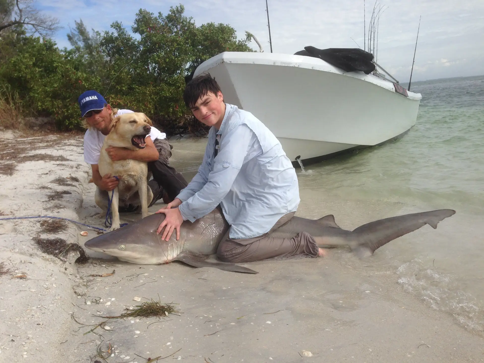 150 pound sandbar shark caught inshore of Captiva Island , Sanibel & Captiva Islands & Fort Myers Charters & Fishing Guide Service.