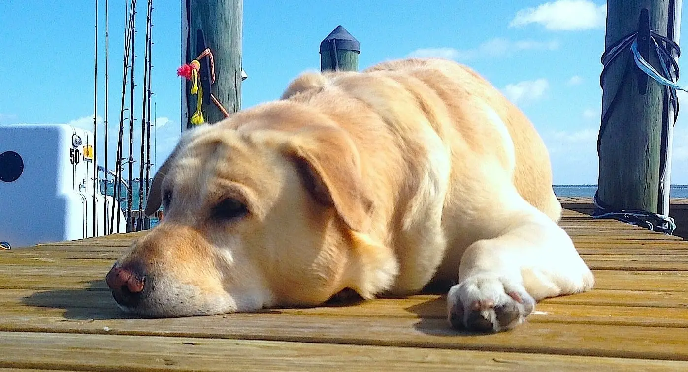 Hank dreaming about tarpon, Sanibel & Captiva Islands & Fort Myers Charters & Fishing Guide Service.