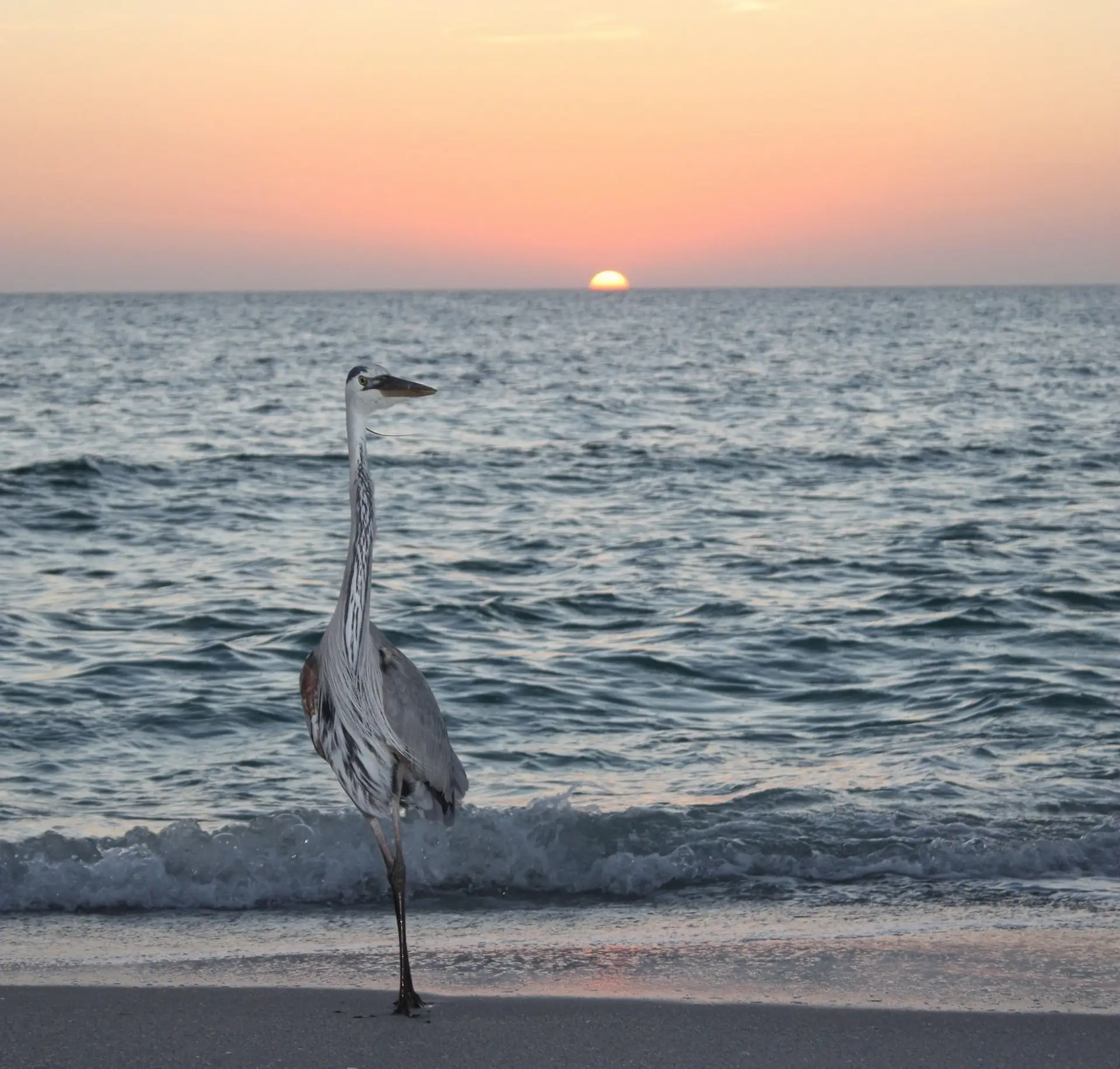 Sunset, Mucky Duck, Thanksgiving 2014, Sanibel & Captiva Islands & Fort Myers Charters & Fishing Guide Service.