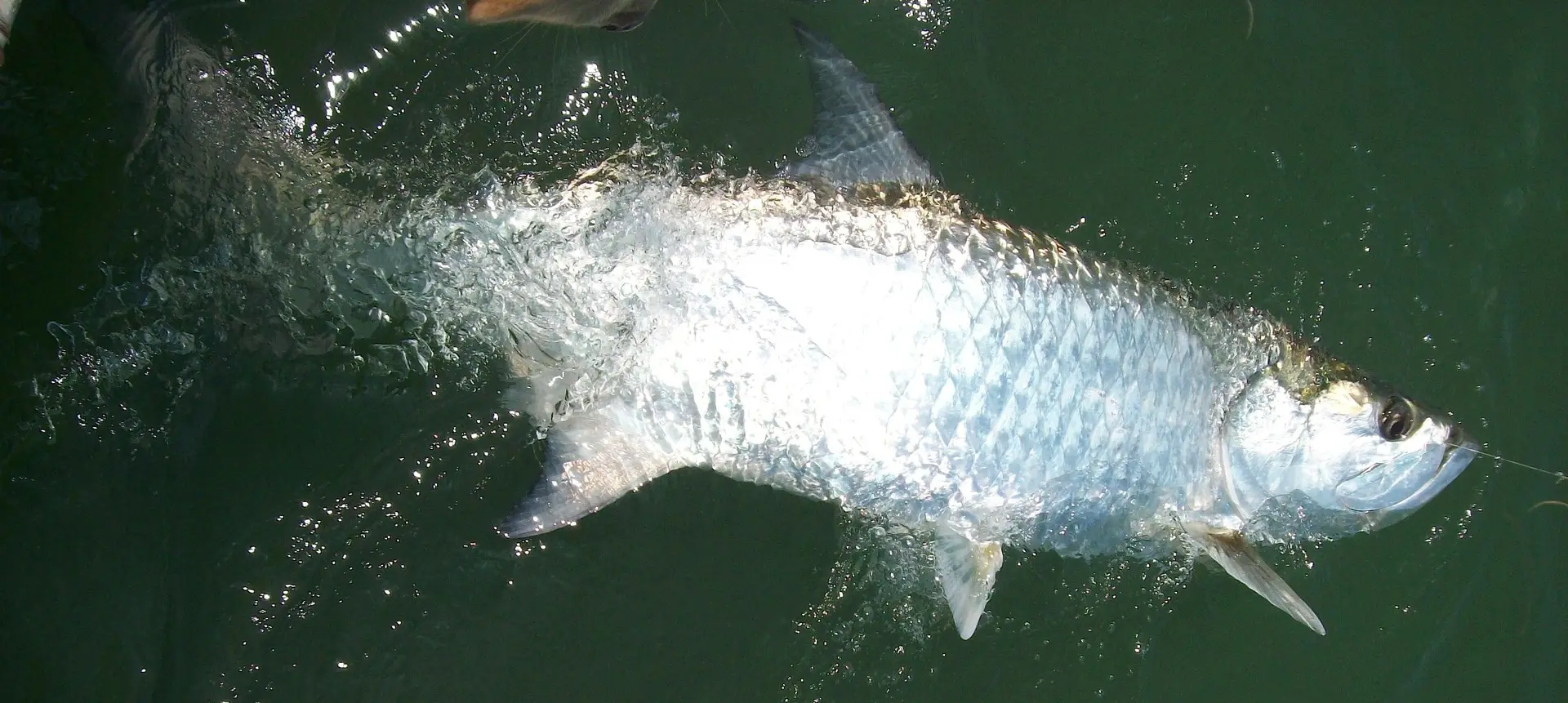 Tarpon, Catch & Release, Sanibel Island Fishing Charters & Captiva Island Fishing Charters, Sanibel Island, Tuesday, June 12, 2018.