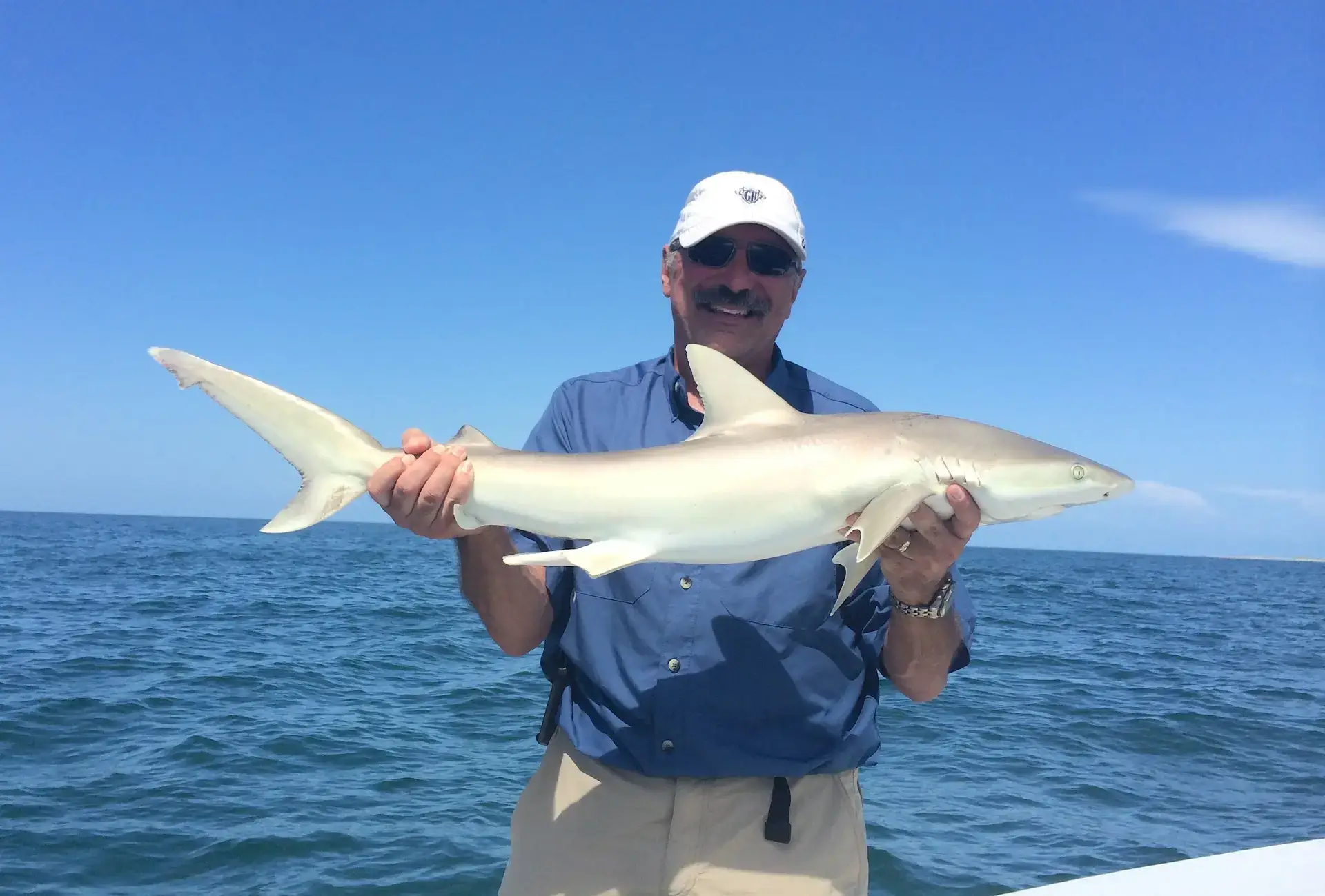 Blacknose Shark, 6-19-14, Sanibel & Captiva Islands & Fort Myers Charters & Fishing Guide Service.