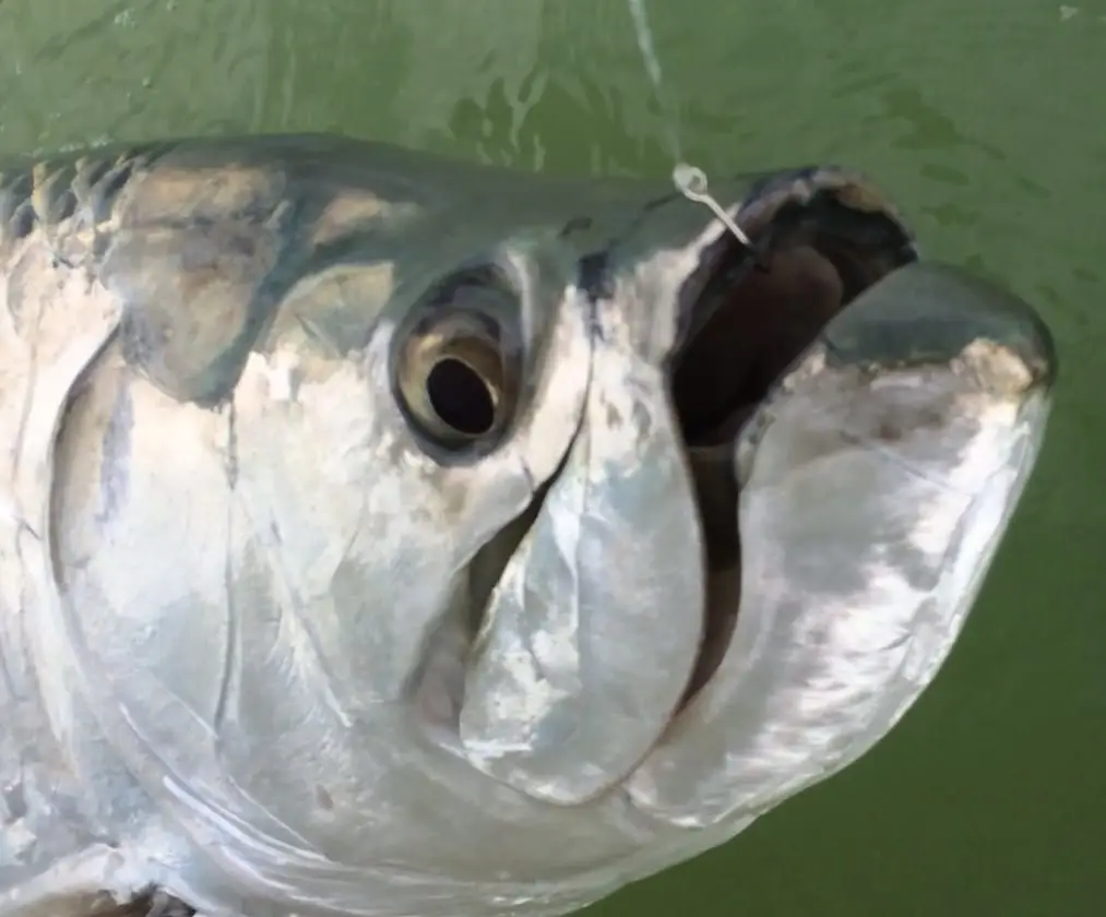 Tarpon, 6-1-14, Sanibel & Captiva Islands & Fort Myers Charters & Fishing Guide Service.
