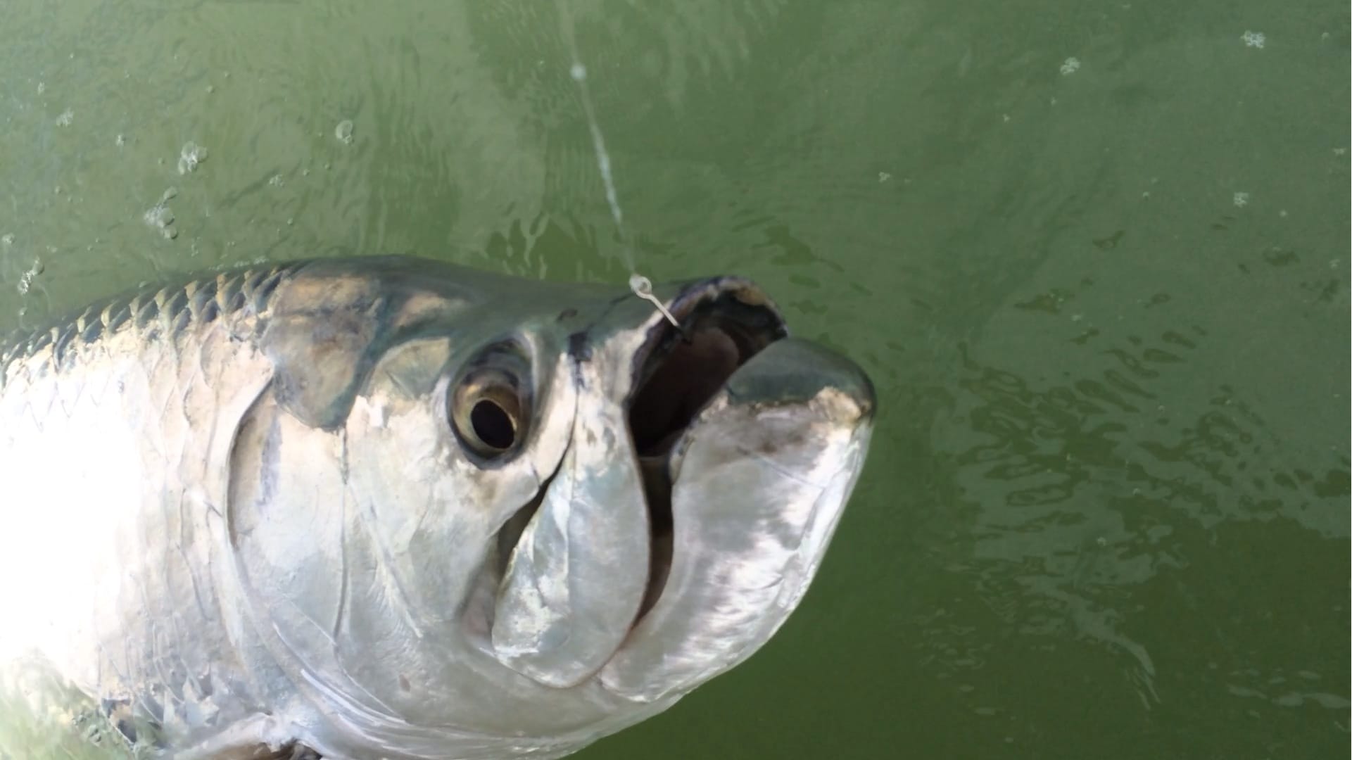 Tarpon, 6-1-14, Sanibel & Captiva Islands & Fort Myers Charters & Fishing Guide Service.