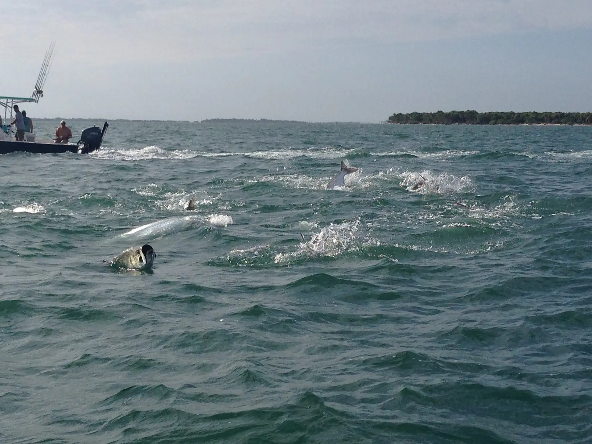 Tarpon 6-17-14, Boca Grande, Sanibel & Captiva Islands & Fort Myers Charters & Fishing Guide Service.