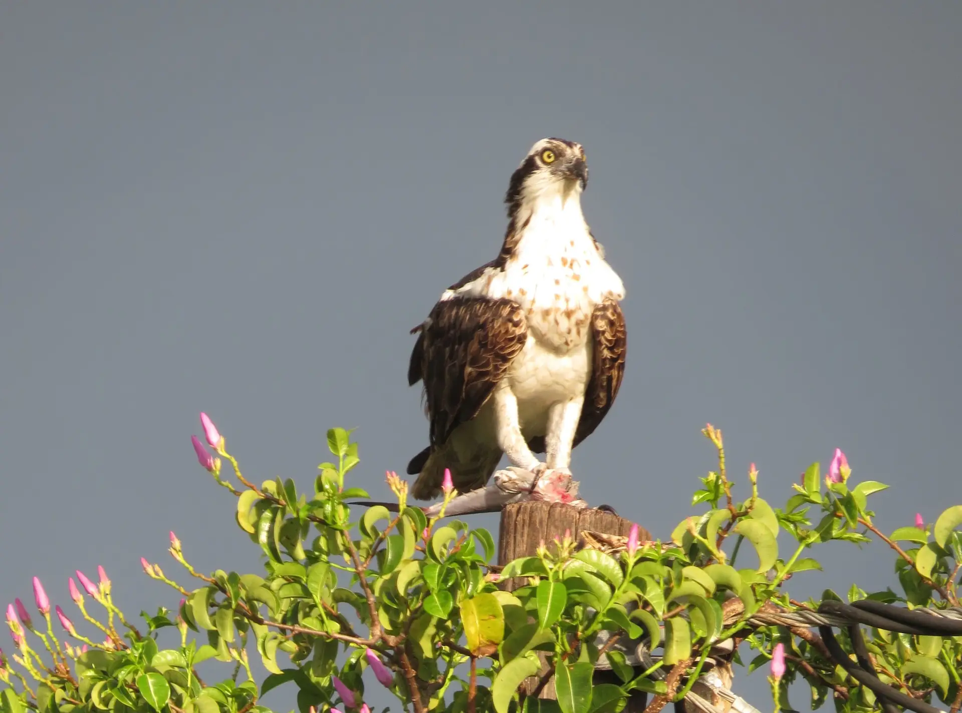 Bird, Osprey, 7-1-14, Sanibel & Captiva Islands & Fort Myers Charters & Fishing Guide Service.
