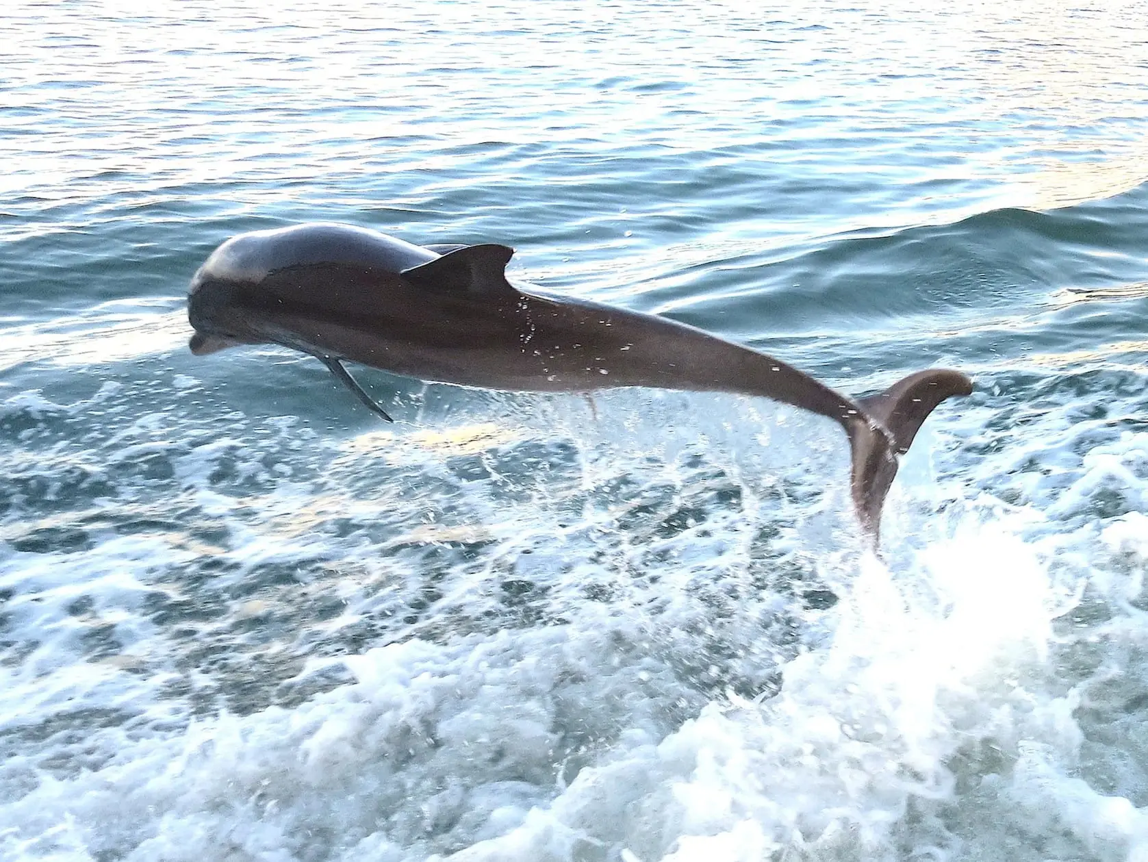 Dolphin Jumping The Wake, Sanibel, 7-4-14, Sanibel & Captiva Islands & Fort Myers Charters & Fishing Guide Service.