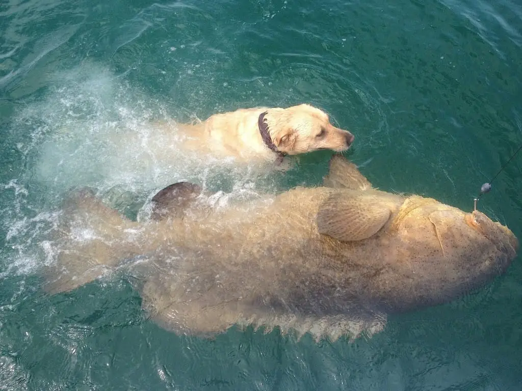 Goliath grouper, Sanibel & Captiva Islands & Fort Myers Charters & Fishing Guide Service, Thursday, November 2, 2017, [August 16, 2012].