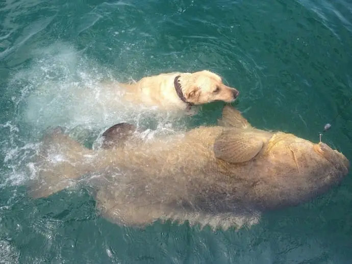 Goliath grouper, Sanibel & Captiva Islands & Fort Myers Charters & Fishing Guide Service, Thursday, November 2, 2017, [August 16, 2012].