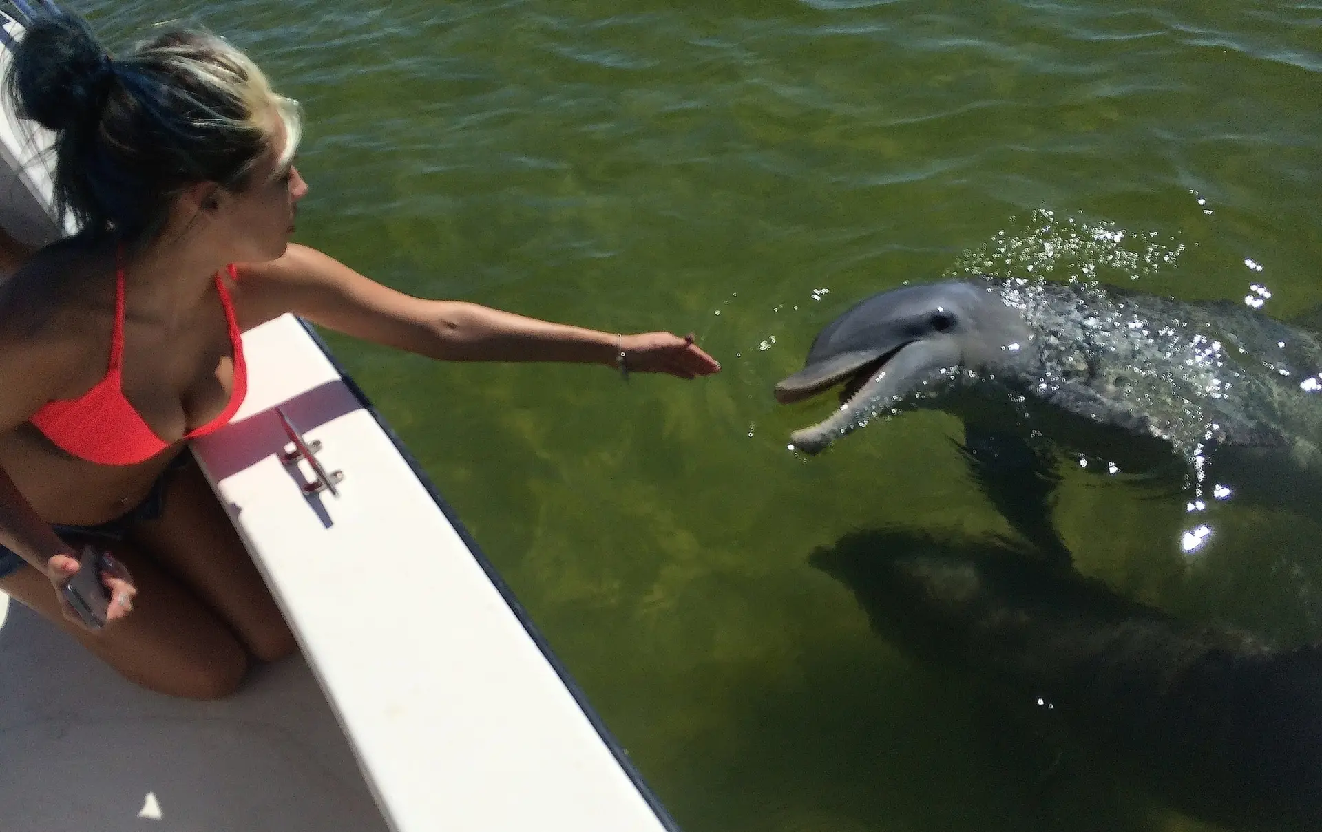 Dolphin, 3-1-15, Sanibel Fishing & Captiva Fishing & Fort Myers Fishing Charters & Guide Service.