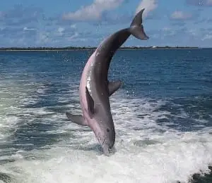 Captiva Dolphin Head Stand, Captiva Island, Photo Credit - Jene Zobrist, Sanibel Fishing & Captiva Fishing & Fort Myers Fishing Charters & Guide Service.