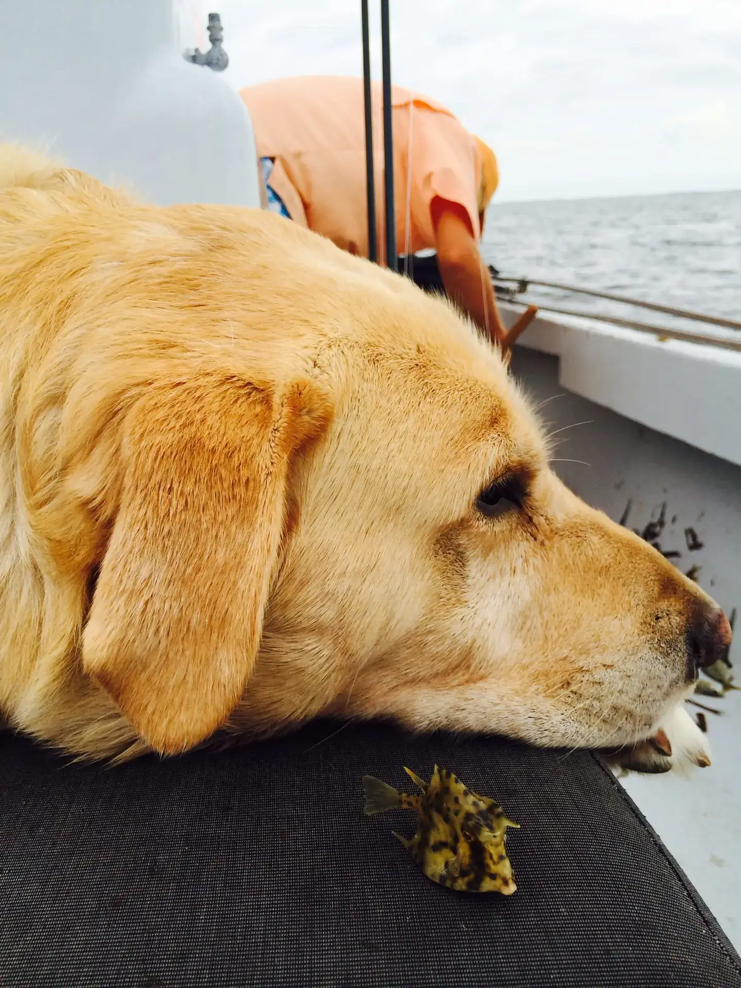 Hank with a cowfish, 10-22-14,, Sanibel Fishing & Captiva Fishing & Fort Myers Fishing Charters & Guide Service.