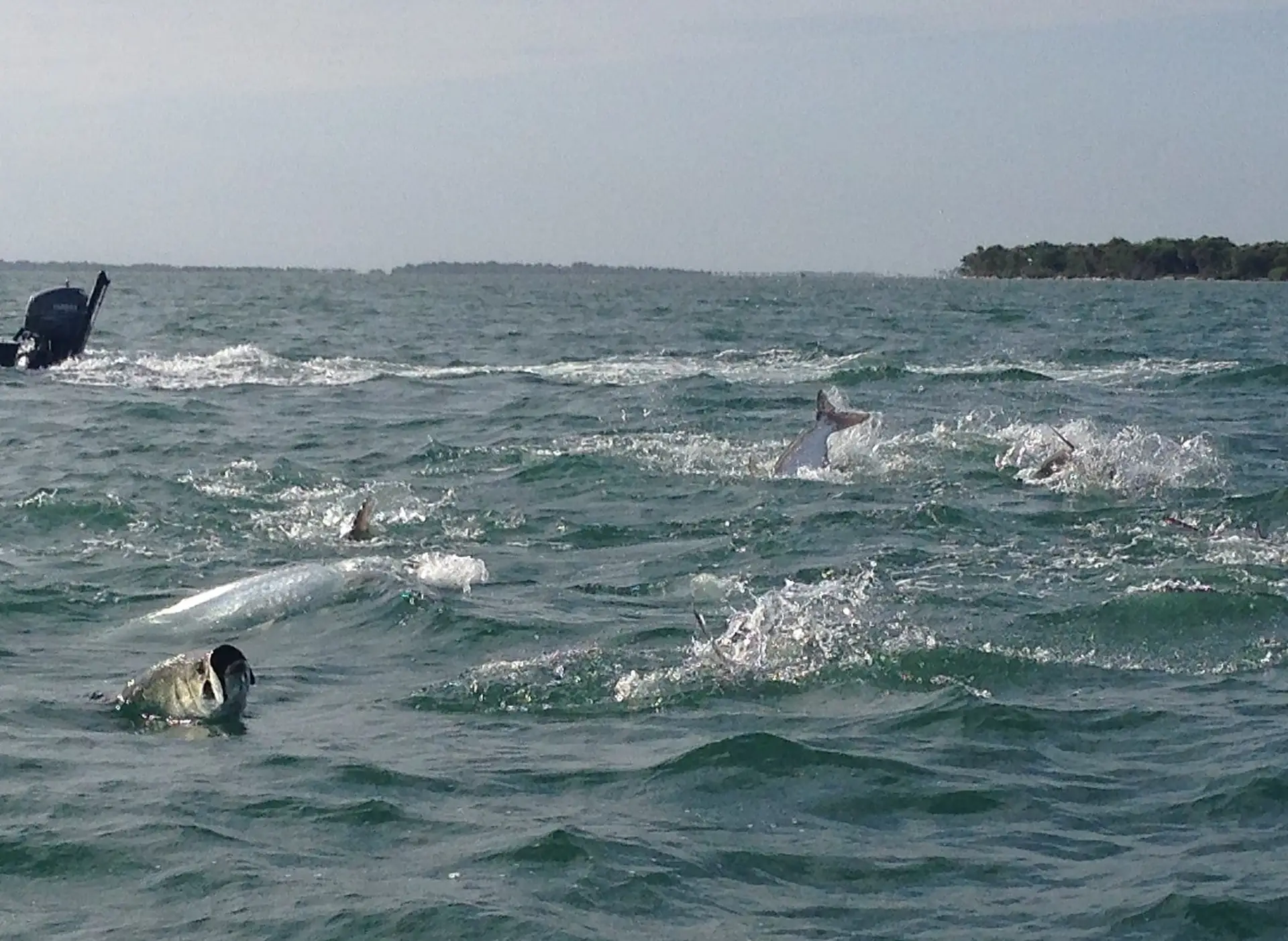 Tarpon Rolling, May 17, 2017, File Photo, Sanibel Fishing & Captiva Fishing & Fort Myers Fishing Charters & Guide Service.