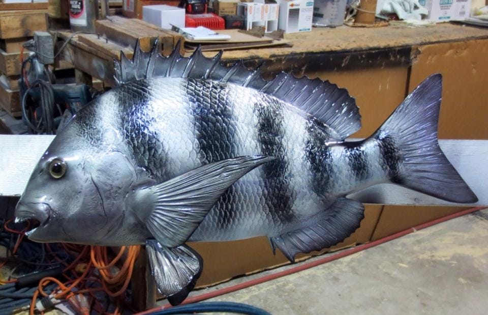 Custom Sheepshead Mount