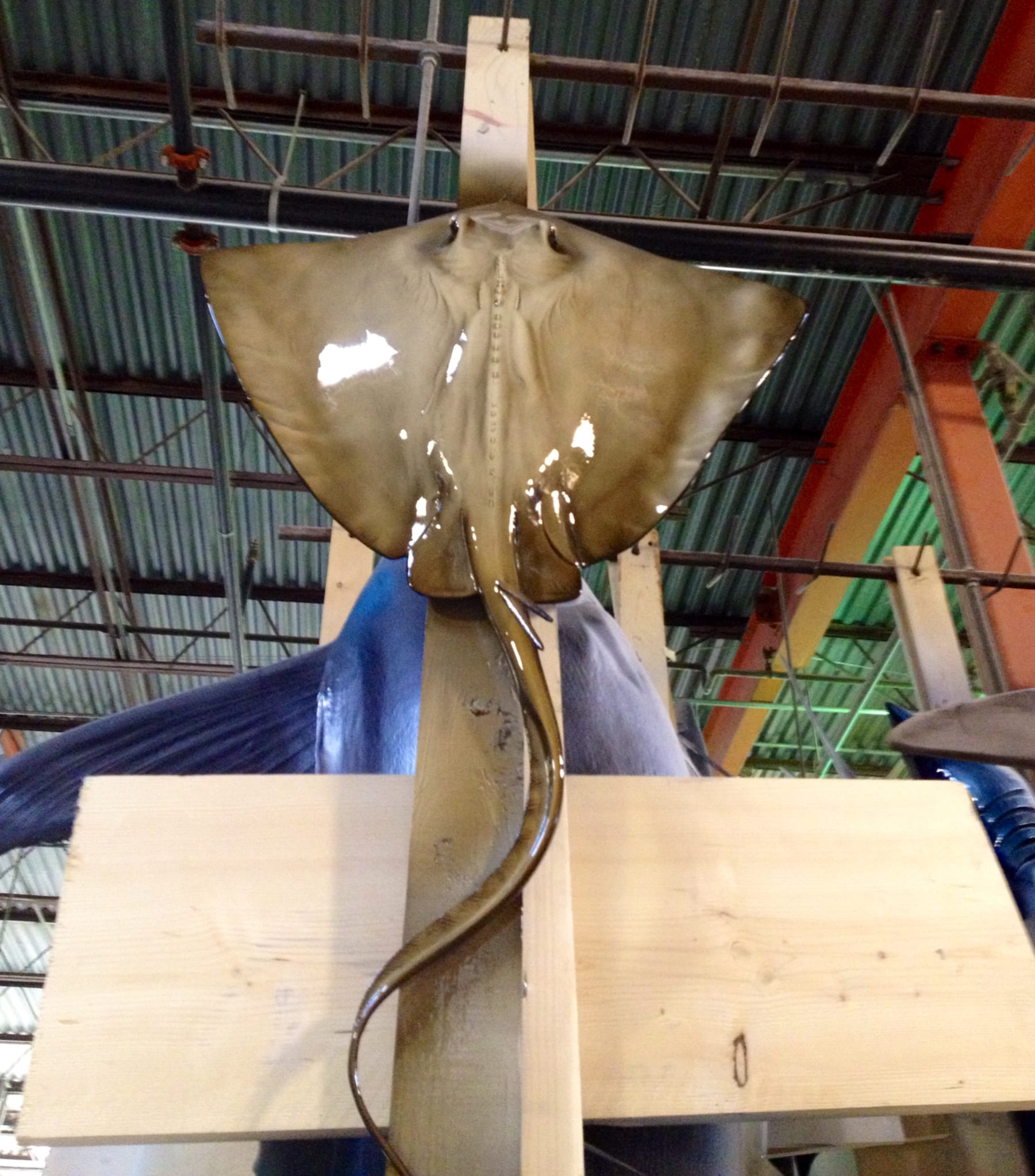 Custom Stingray Mount