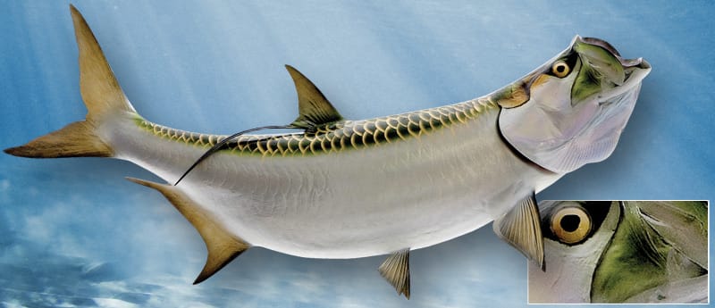 Tarpon, Fiberglass Salt Water Fish Mounts.