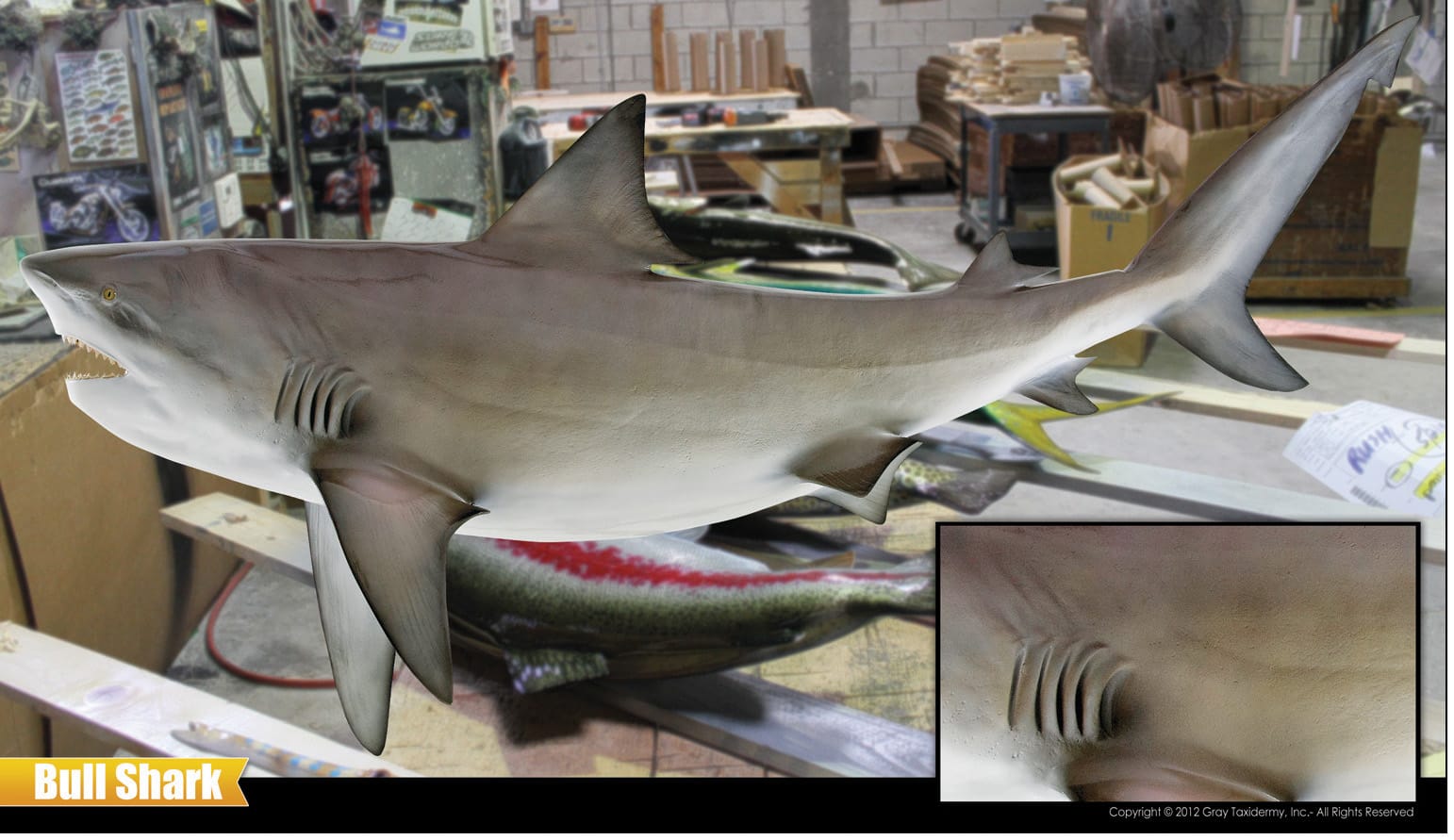 Custom bull shark mount