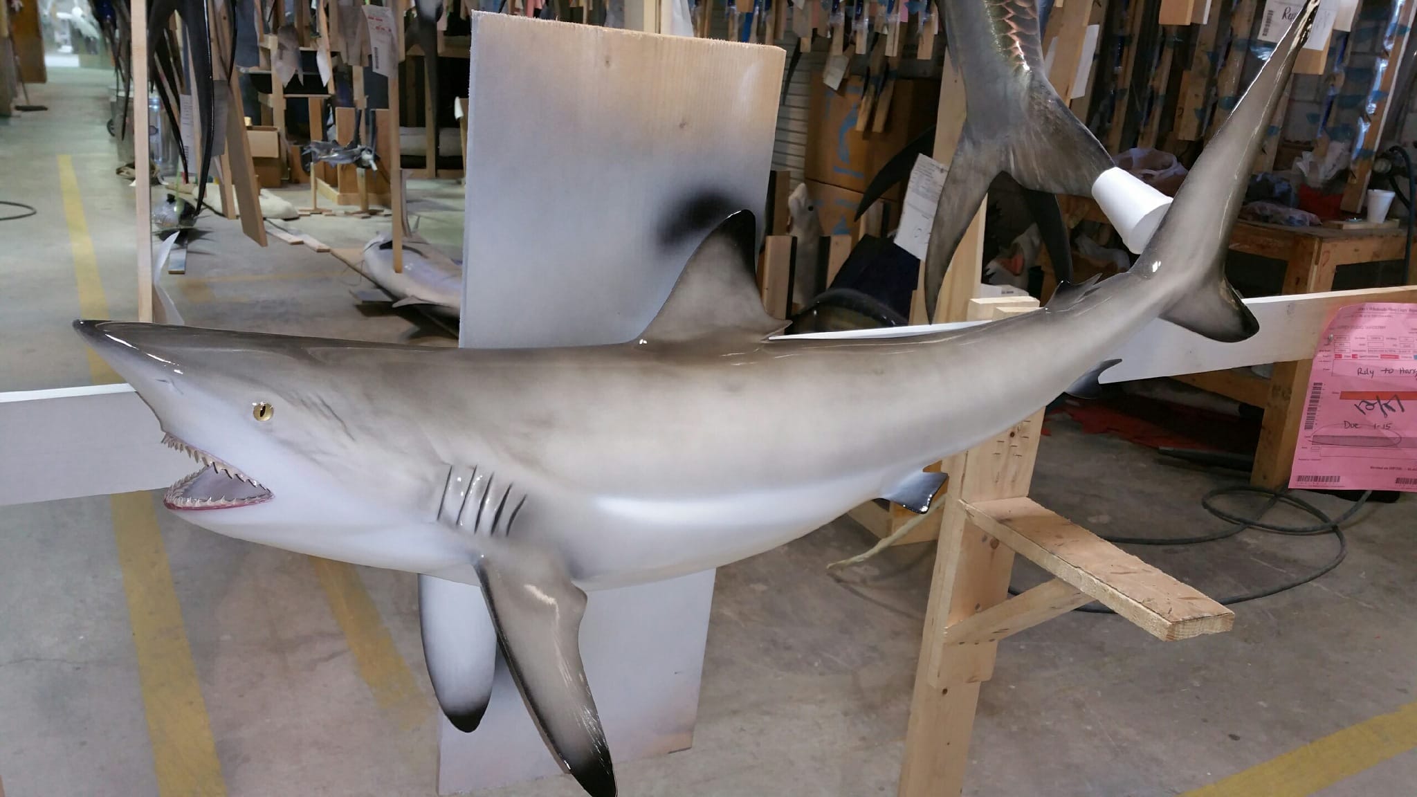 Custom balcktip shark mount