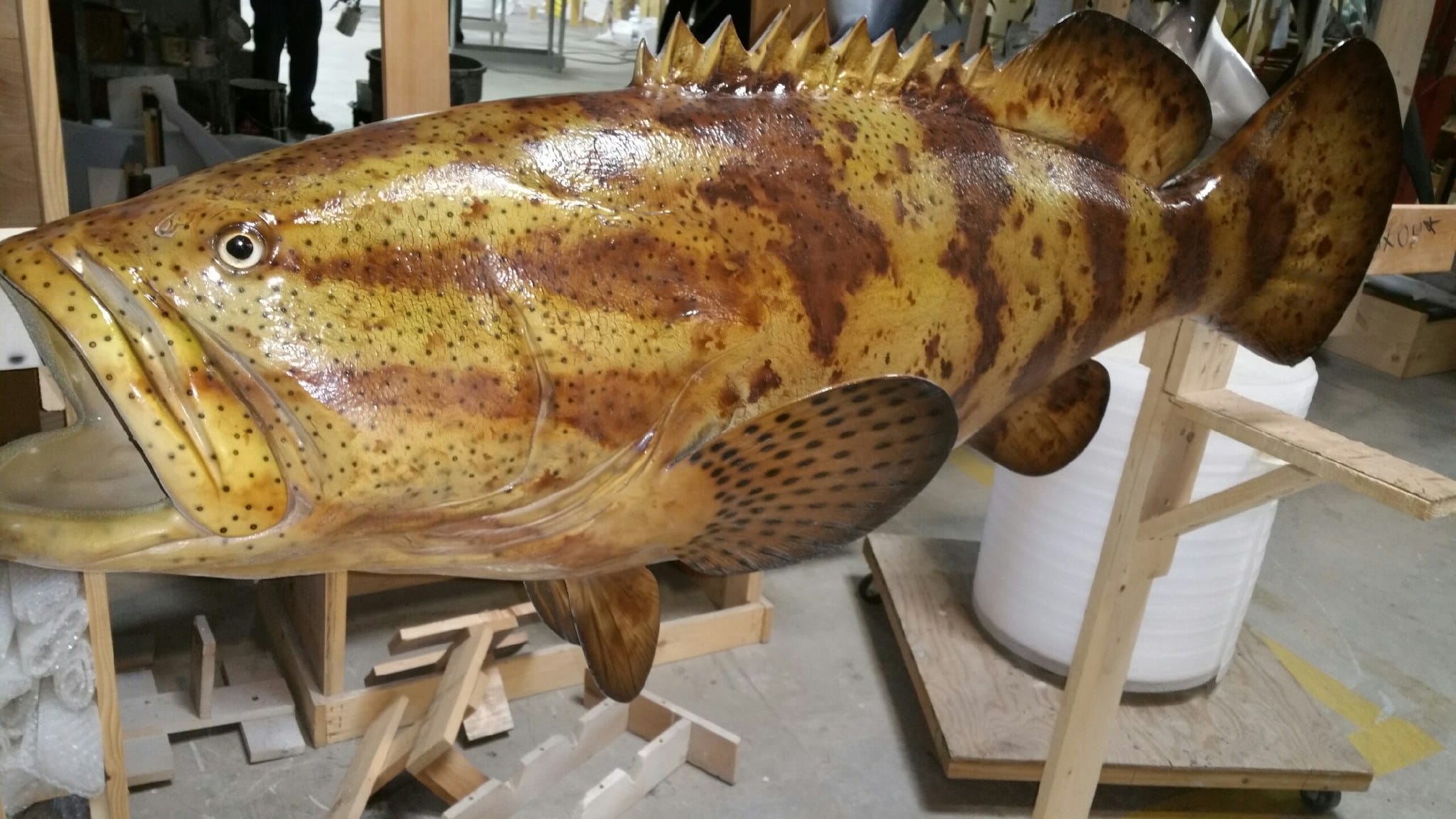 Custom goliath grouper mount