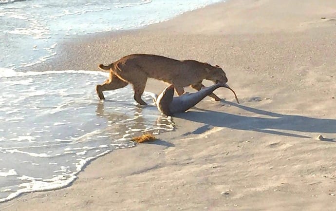 Captiva Fishing, Bobcat Catches Atlantic Sharpnose Shark, 4-8-15, Sanibel Fishing & Captiva Fishing & Fort Myers Fishing Charters & Guide Service.
