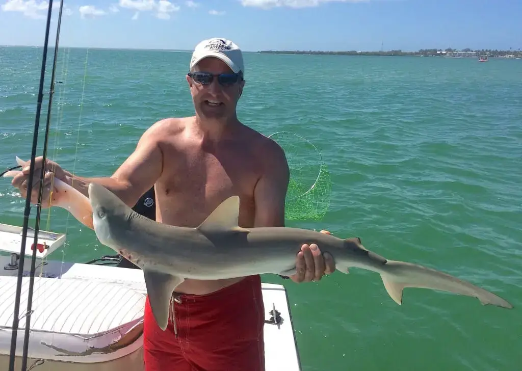 Captiva Fishing, Shark, 4-12-15, Sanibel Fishing & Captiva Fishing & Fort Myers Fishing Charters & Guide Service.