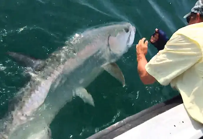 Captiva Fishing, Tarpon, Thursday, 5-21-15, Sanibel Fishing & Captiva Fishing & Fort Myers Fishing Charters & Guide Service.