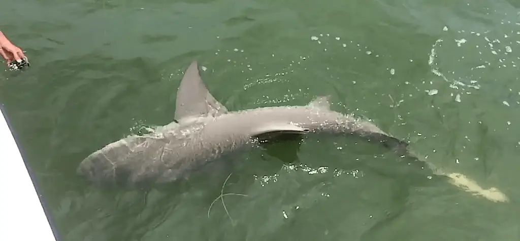 Big Lemon Shark, Sanibel Fishing & Captiva Fishing, November 9, 2017, [File Photo -Saturday, 7-18-15].