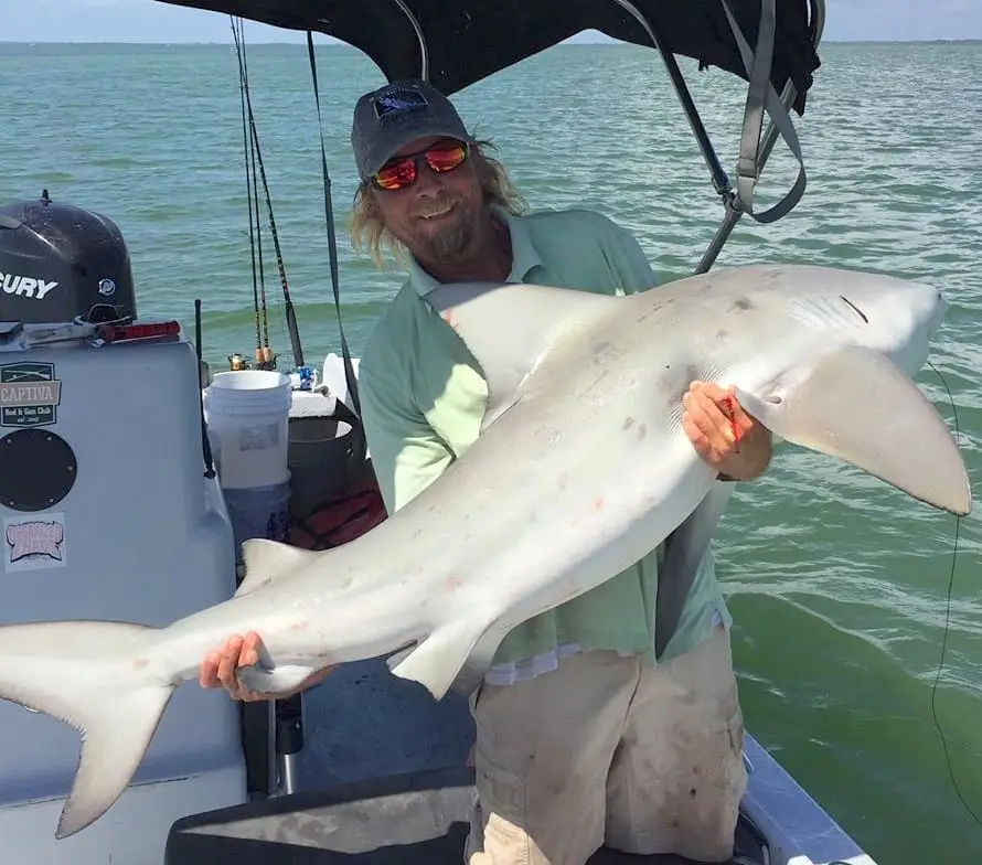 Bull Sharks, Catch & Release, Sanibel Fishing & Captiva Fishing, Monday, August 14, 2017. File Photo.