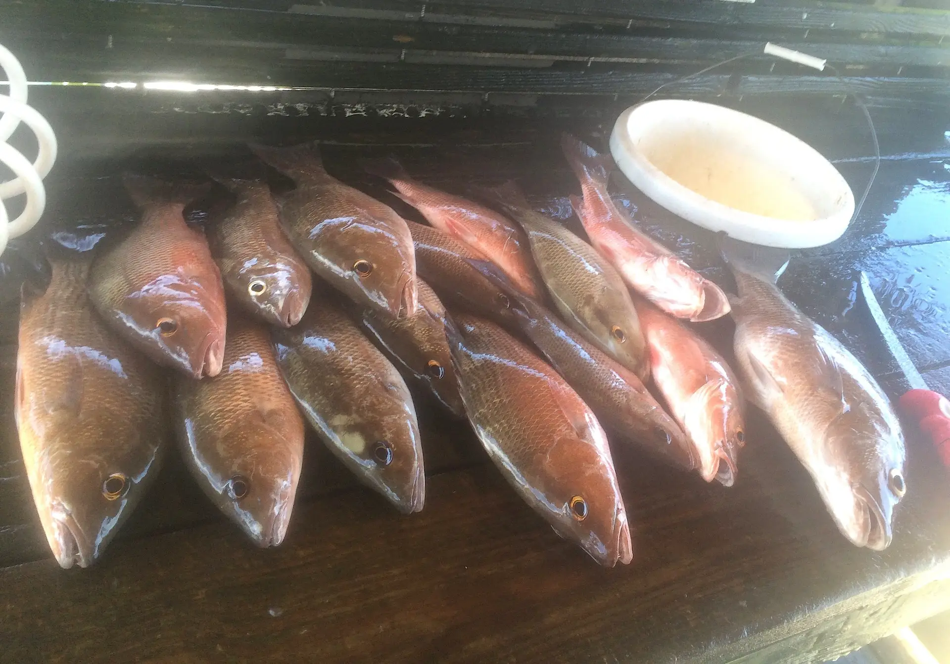 Snapper 3, Sanibel Fishing & Captiva Fishing, Thursday, 7-23-15 ~ #Sanibel #Captiva.