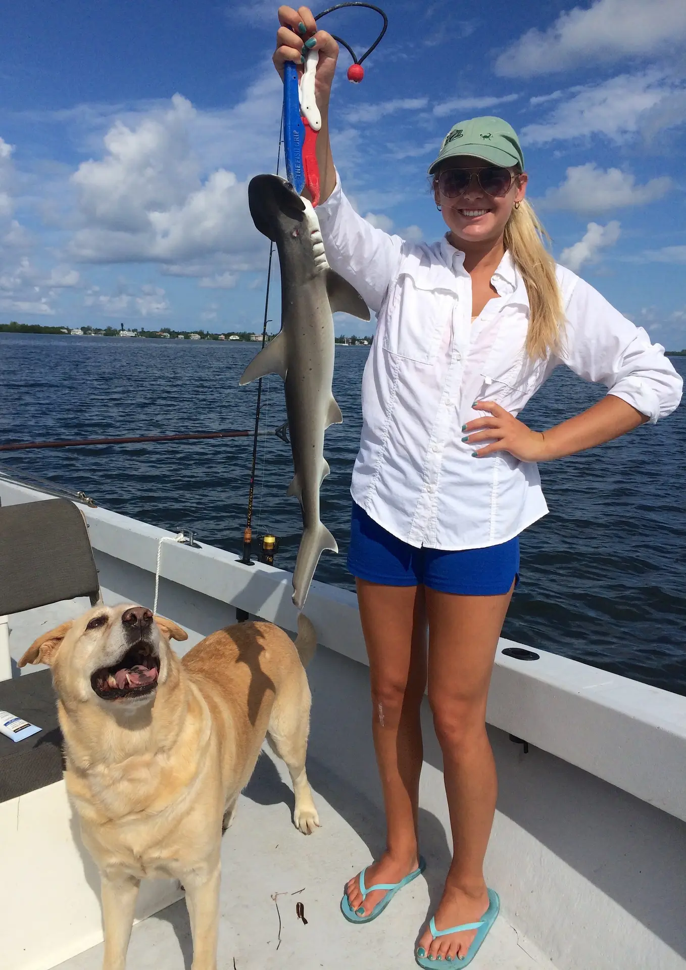 Bonnethead Shark, Sanibel Fishing & Captiva Fishing, Wednesday, 8-19-15 ~ #Sanibel #Captiva.