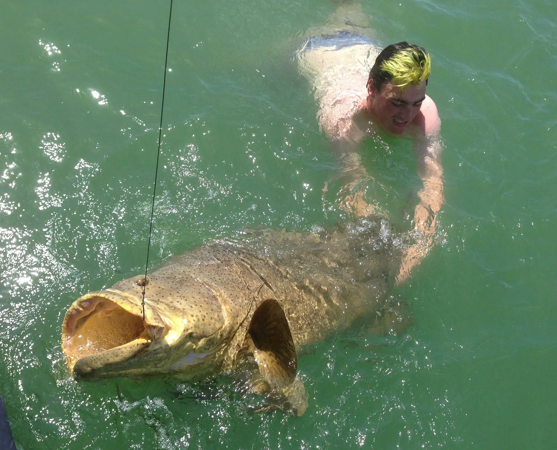 Goliath Grouper, Charlie, Sanibel Fishing & Captiva Fishing, Saturday, 8-29-15 ~ #Sanibel #Captiva.