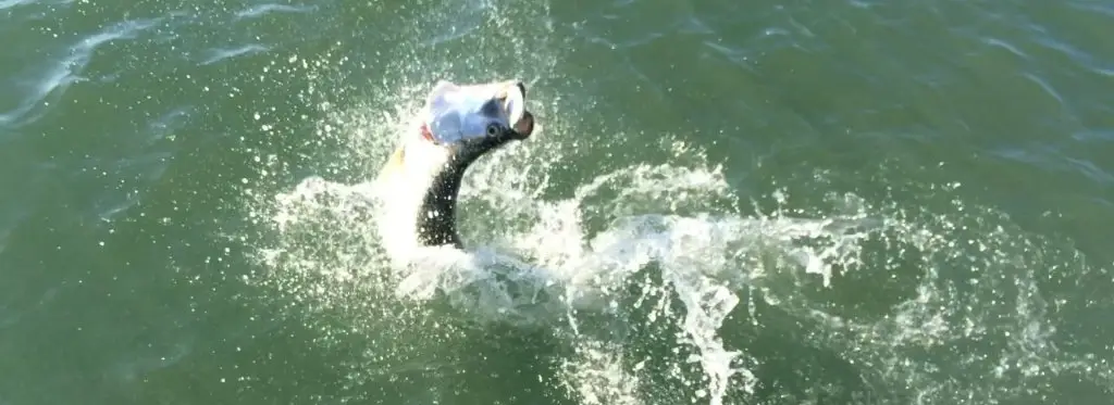 Tarpon Coming Up, Tarpon Fishing In November, Sanibel Fishing & Captiva Fishing, Friday, 11-6-15 ~ #Sanibel #Captiva.