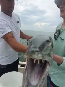 Barracuda, Offshore, Captain Jim Burnsed's Boat, Sanibel Fishing & Captiva Fishing, Wednesday, March 30, 2016 ~ #Sanibel #Captiva.