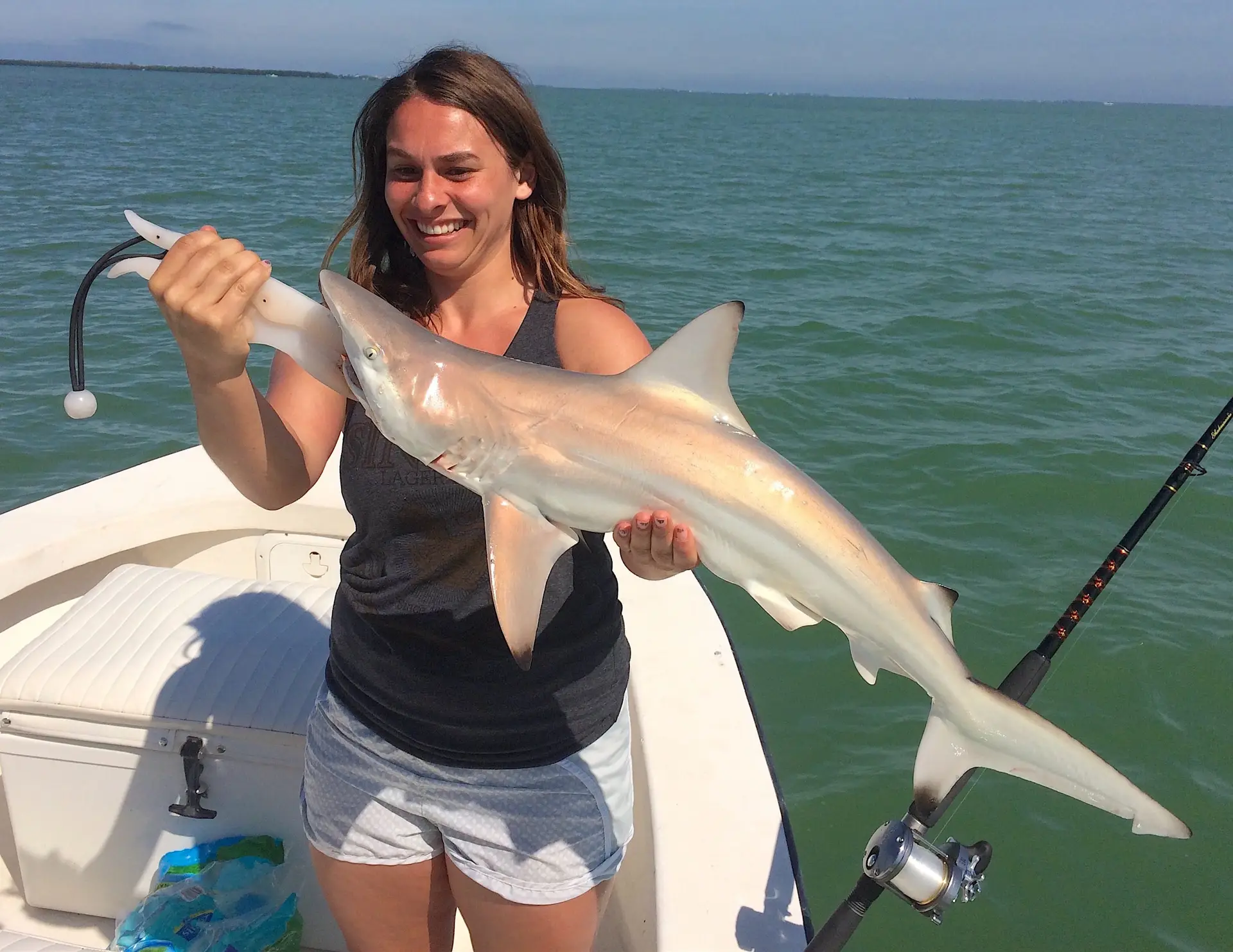 Blacktip Shark, Catch & Release, Sanibel Fishing & Captiva Fishing, Monday, March 21, 2016 ~ #Sanibel #Captiva.