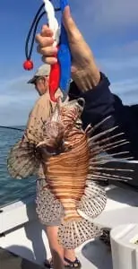 Invasive, Venomous Lionfish, Sanibel Fishing & Captiva Fishing, Friday, March 18, 2016 ~ #Sanibel #Captiva.