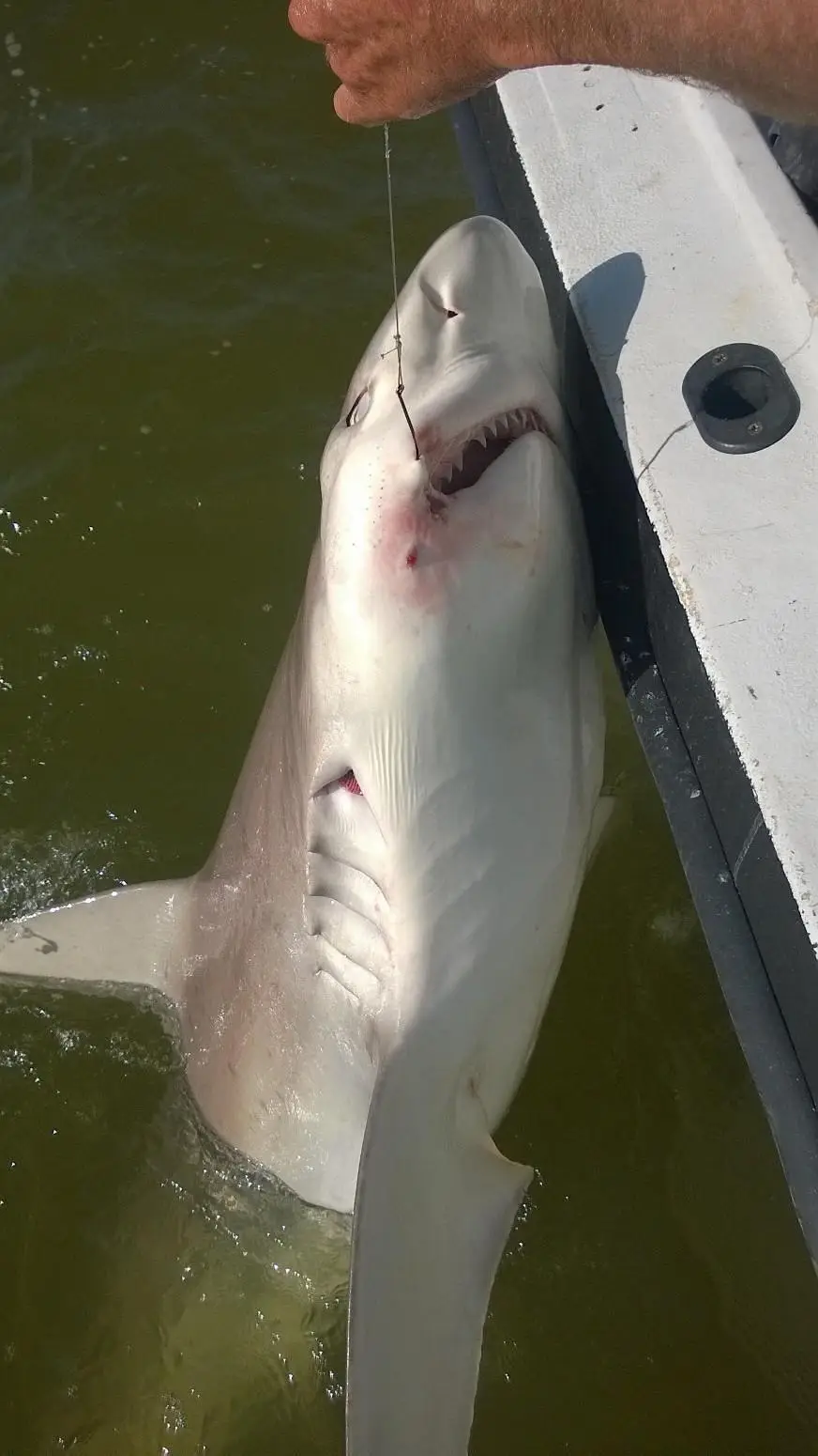 Sandbar Shark, Catch & Release, Sanibel Fishing & Captiva Fishing, Thursday, March 10, 2016 ~ #Sanibel #Captiva.