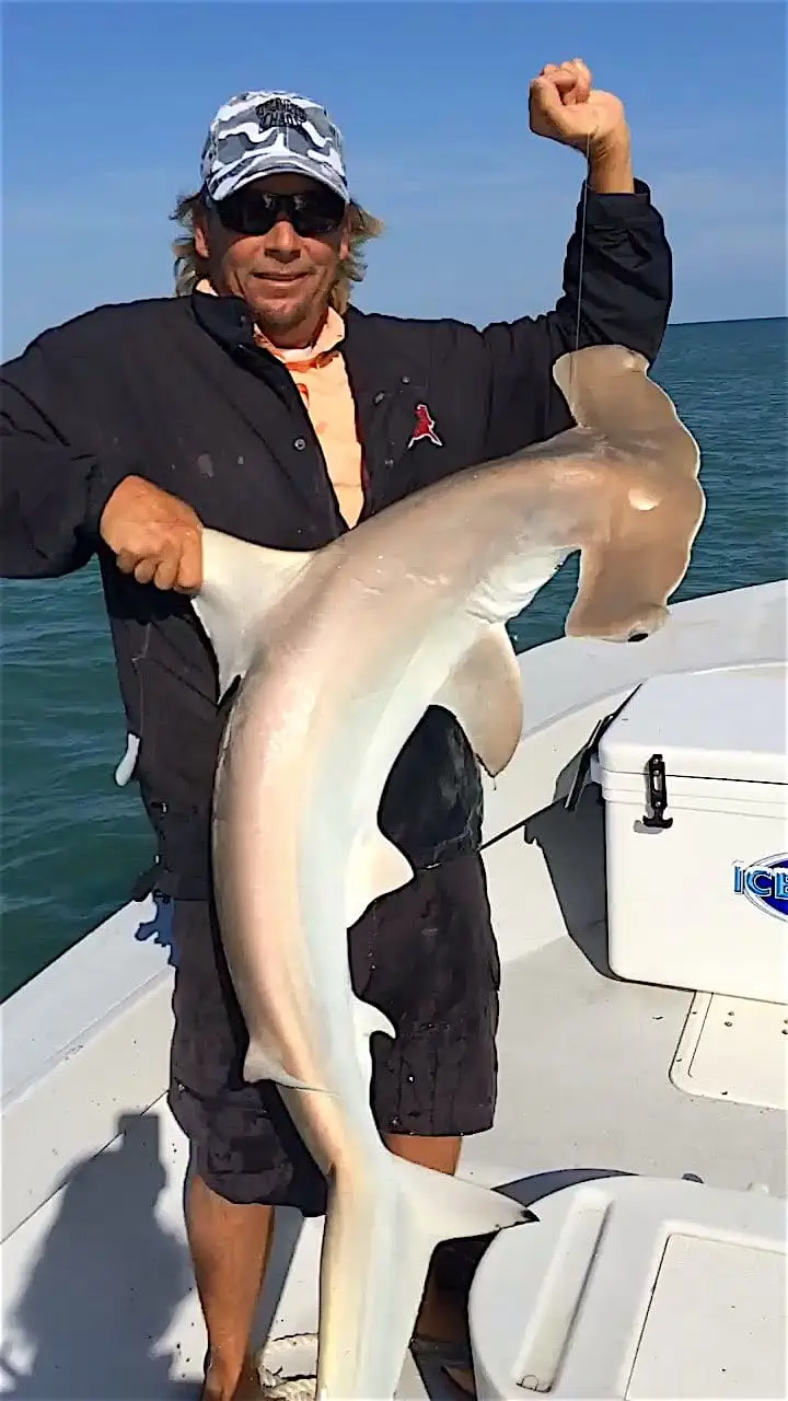 Hammerhead Shark, Inshore, Catch & Release, Sanibel Fishing & Captiva Fishing, Thursday, May 11, 2016.