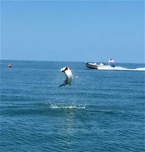 Big Tarpon 3, Memorial Day, Sanibel Fishing & Captiva Fishing, Monday, May 30, 2016.
