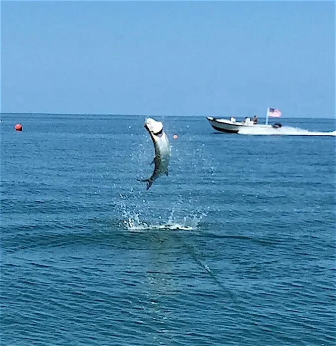 Big Tarpon 2, Memorial Day, Sanibel Fishing & Captiva Fishing, Monday, May 30, 2016.