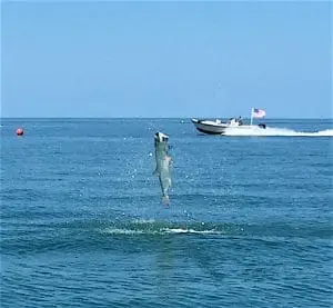 Big Tarpon, Memorial Day, Sanibel Fishing & Captiva Fishing, Monday, May 30, 2016.