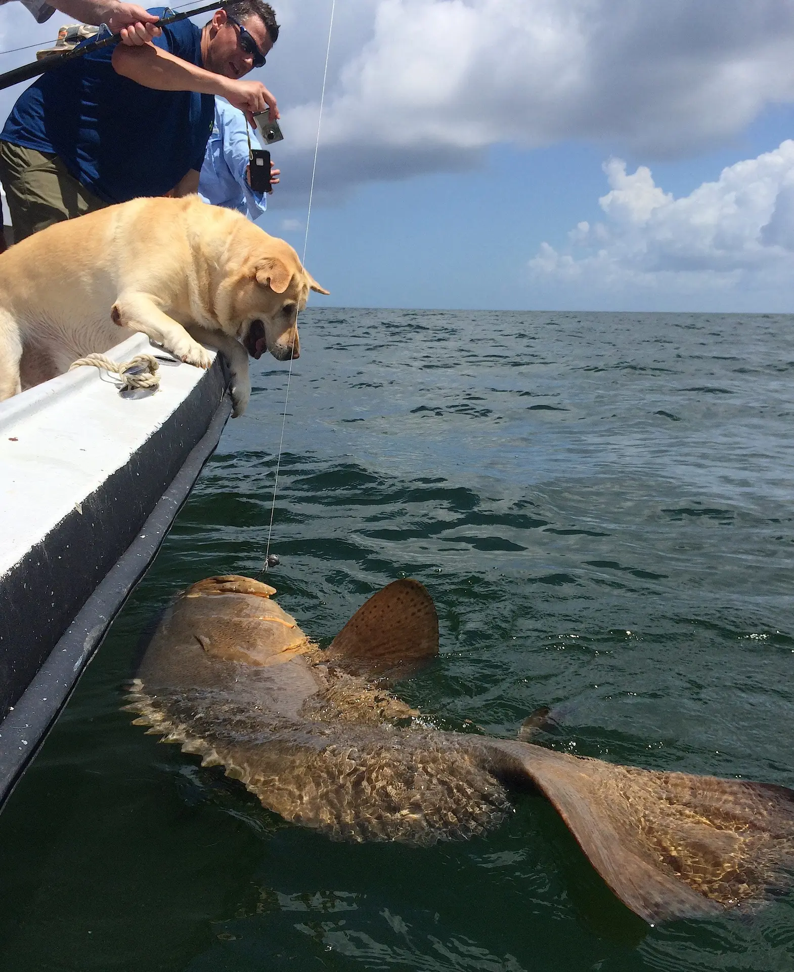 Big Goliath Grouper, 300 lbs. +, Sanibel Fishing & Captiva Fishing, Friday, July 4, 2016. File Photo.