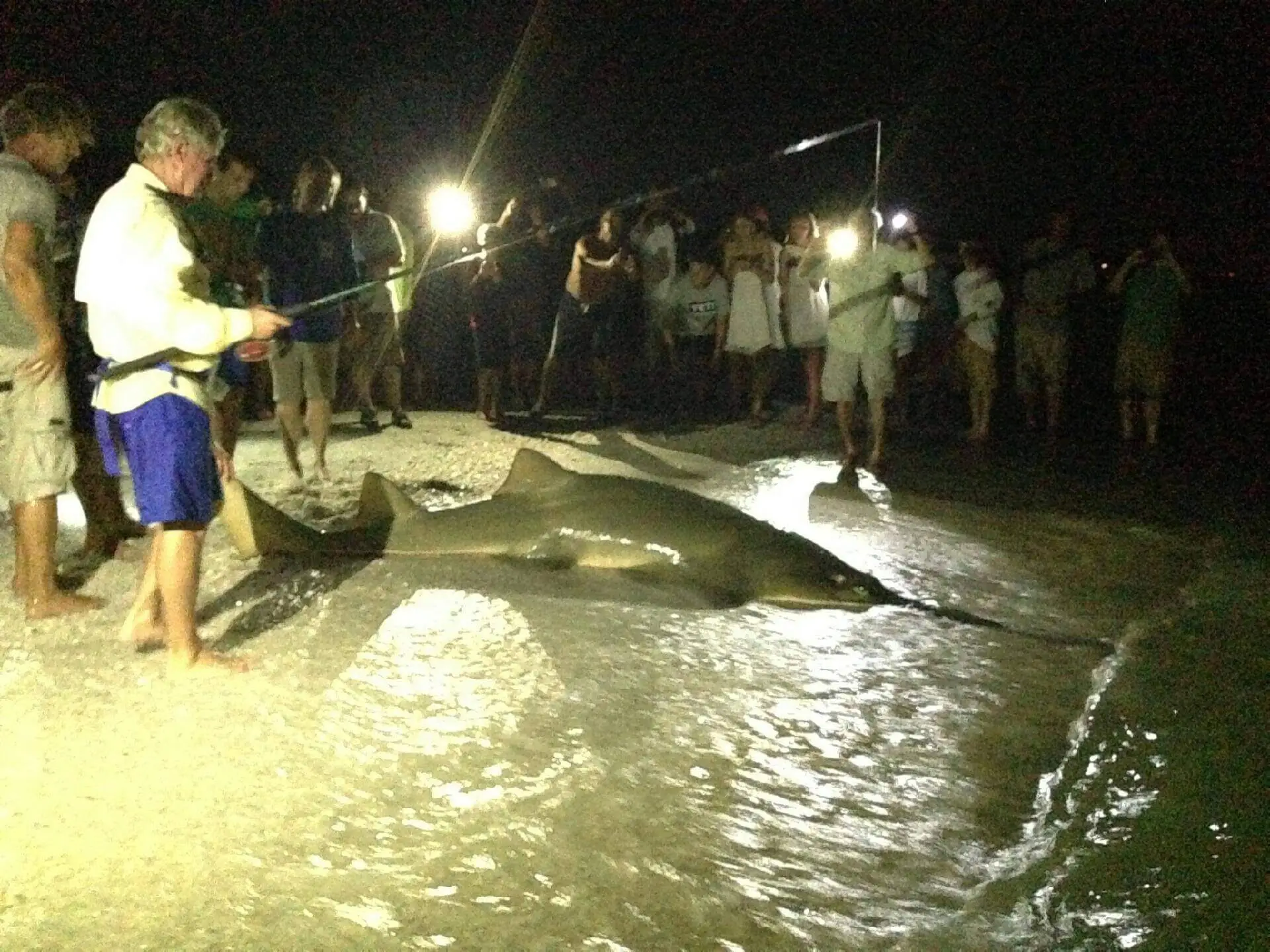 Big Sawfish, Catch & Release, Photo 2 Sanibel Fishing & Captiva Fishing, Saturday, July 23, 2016, Photos Courtesy Of Facebook.