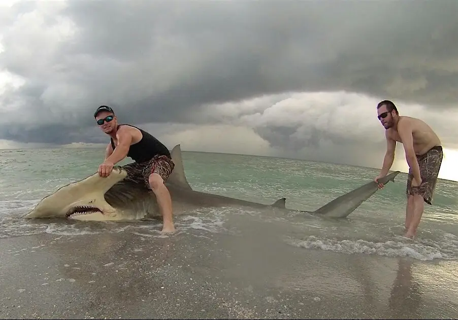 Hammerhead Shark, Sanibel Beach, Catch & Release, Courtesy Of Cullem Scott Guthrie, Sanibel Fishing & Captiva Fishing, Tuesday, August 2, 2016.