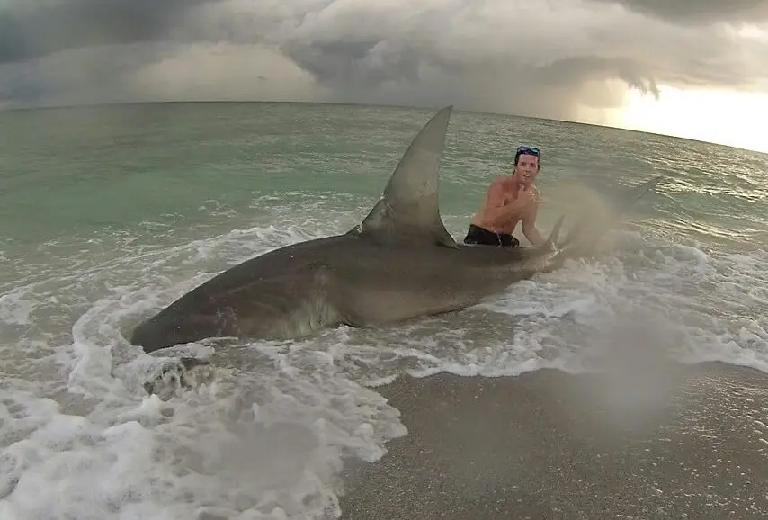 Hammerhead Shark, Sanibel Beach, Courtesy Of Cullem Scott Guthrie, Sanibel Fishing & Captiva Fishing, Friday, June 2, 2017. File Photo, August 2, 2016.