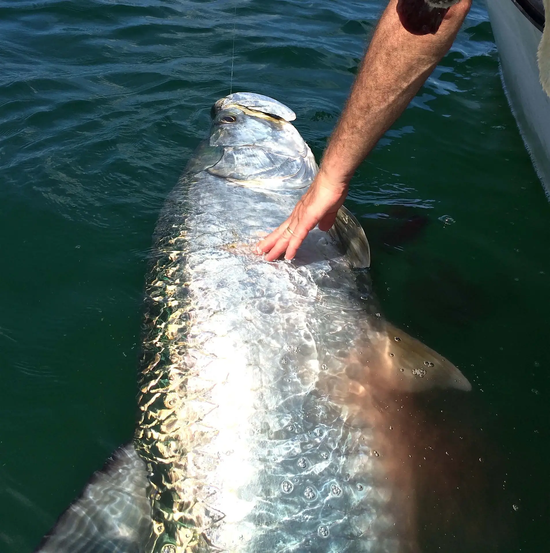 Tarpon Off The Beach, Sanibel Fishing & Captiva Fishing, Friday, August 26, 2016.
